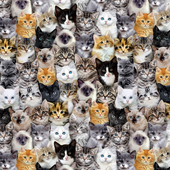 Timeless Treasures Packed Mixed Breeds Cats Multicolor Premium Quality 100% Cotton Fabric sold by the yard